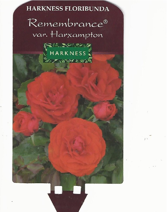 Rosier Remembrance vae 0001.jpg